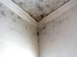 Why You Should Choose Our Mold Remediation Services in Plant City, FL